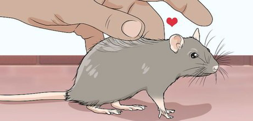 quelles sont les caracteristiques rats domestiques