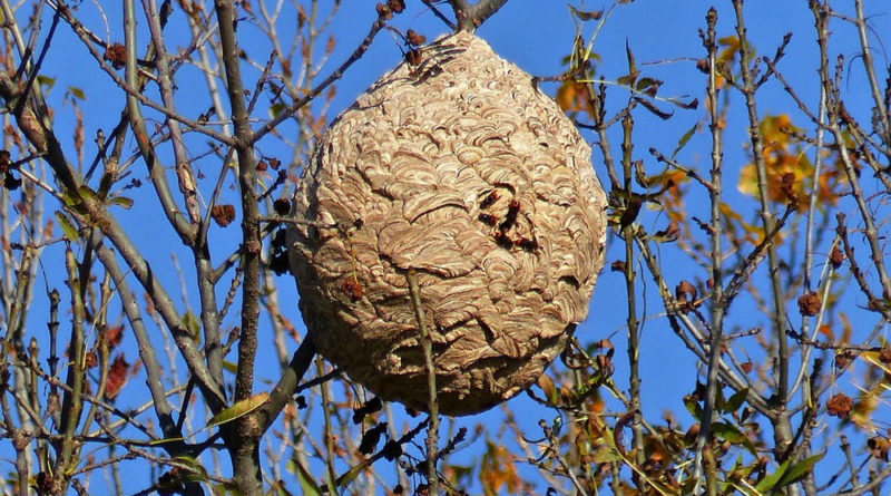 exterminateurs de nids de guêpes et frelons à Crémieu
