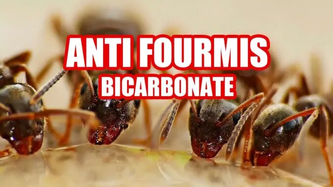 anti-fourmis-bicarbonate